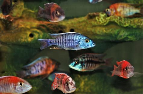 cichlid fish|Cichlid Guide .